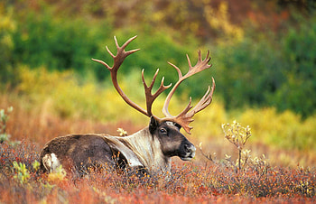Ontario, Caribou HD wallpaper