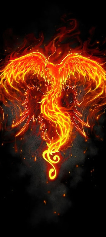 Orange Phoenix, animals HD phone wallpaper