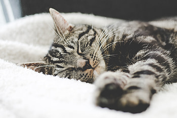 Animals, Cat, Lies, Muzzle, Striped HD wallpaper