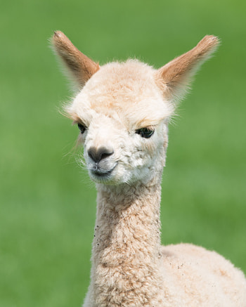 Llama in the wild, Stunning animal graphy, Capturing llama beauty, Majestic creature HD phone wallpaper