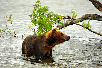 Animals, Rivers, Bear, Predator, Hunt, Hunting HD wallpaper