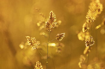 Close-up of wheat stalks glowing in the golden summer light creating a warm, nostalgic atmosphere. HD wallpaper