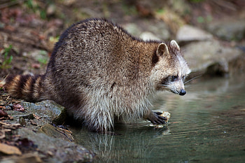 *** Raccoon ***, ladowe, zwierzeta, pracz, szop HD wallpaper