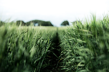 Nature, Field, Rye, Agriculture HD wallpaper