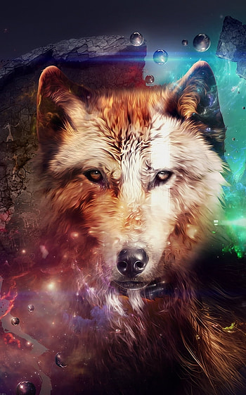 Animal, wolf HD phone wallpaper