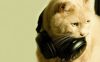Music, Animals, Cats HD wallpaper