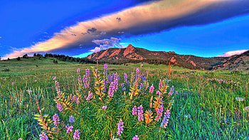 View of the Flatirons with wildflowers, Colorado, blossoms, landscape, meadow, flowers, sky, usa, cloud HD wallpaper