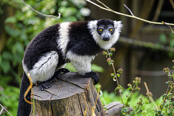 Animals, Muzzle, Sight, Opinion, Animal, Lemur HD wallpaper
