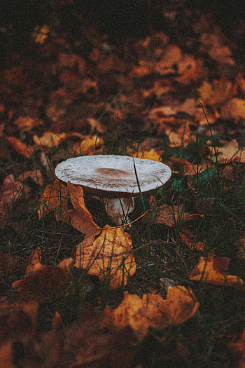 Nature, Grass, Autumn, Leaves, Mushroom HD phone wallpaper