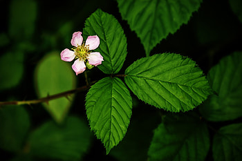 Blackberry, Green Leaf HD wallpaper