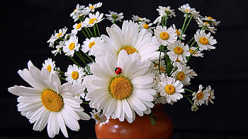 Beautiful Daisies in a Vase, Bouquet, Gerbera, Vase, Daisy HD wallpaper