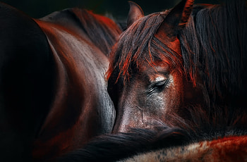 Horses, animal, horse, black, skin, red, texture, cal HD wallpaper