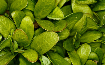 green leaves, plant, leaves, green, forest, tree HD wallpaper