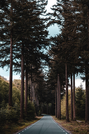 Nature, Trees, Pine, Road, Forest, Dahl, Distance HD phone wallpaper