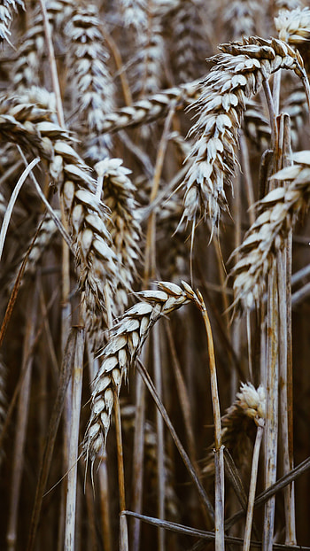Cones, Wheat, Macro, Dry, Spikelets, Grain, Cereals, Corn HD phone wallpaper