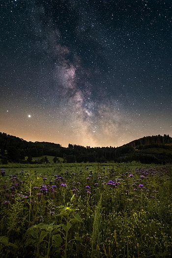 Nature, Flowers, Night, Starry Sky, Field, Nebula HD phone wallpaper