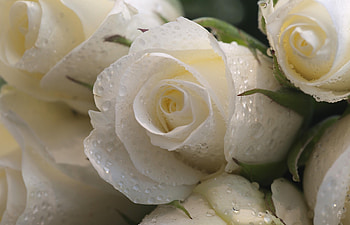 Flowers, Roses, Drops, Freshness, Buds HD wallpaper
