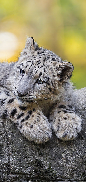 Animal, snow leopard HD phone wallpaper
