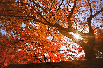 Tree In Autumn, autumn, nature, sun, tree HD wallpaper