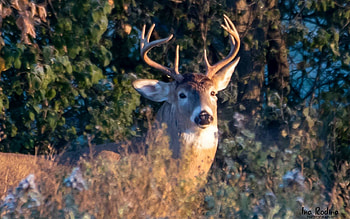 Stag, Latvia, animal, deer HD wallpaper
