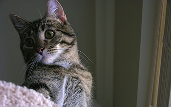 Animals, Cat, Striped, Sight, Opinion HD wallpaper