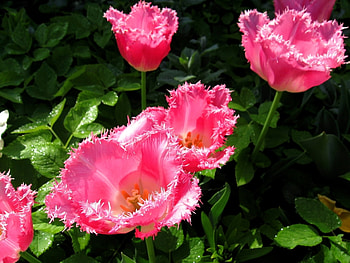 Plants, Flowers HD wallpaper