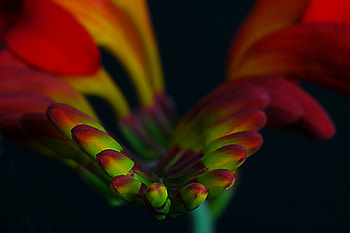 Lucifer, closeup, flower, green, red, nature, marco HD wallpaper
