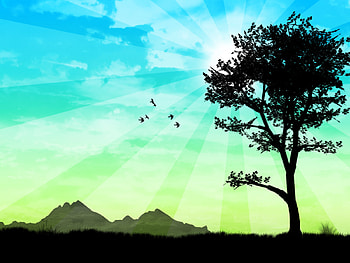 Tree, Nature, Artistic, Sun, Sunbeam HD wallpaper