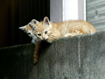 Animals, Kitty, Kitten, To Lie Down, Lie, Street HD wallpaper