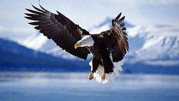 Bird Screensavers And Bird Backgrounds | | Pinterest | , android and backgrounds HD wallpaper