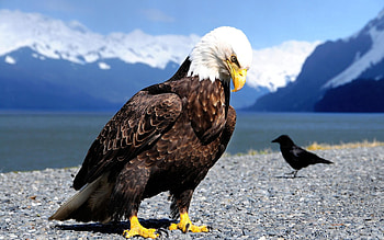 Eagle, Animals, Birds, Shore, Bank, Predator, Crow HD wallpaper