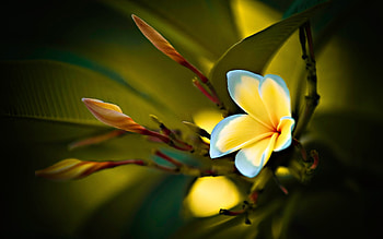 Plumeria, Flowers, Nature, Close up HD wallpaper