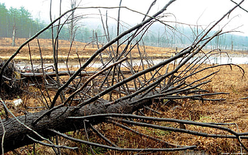 fallen tree , fallen, tree HD wallpaper