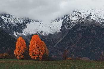 Vibrant orange trees in a valley against majestic snow-covered peaks. HD wallpaper