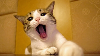 Animals, Cat, Muzzle, Beautiful, To Yawn, Yawn HD wallpaper