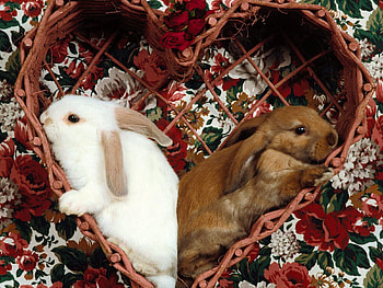 Animals, Rabbits, Sit, Couple, Pair, Ears HD wallpaper
