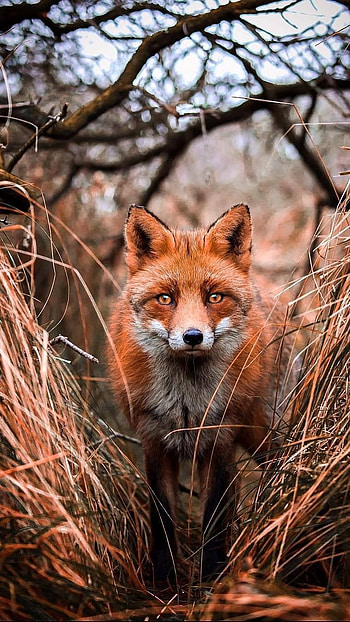 Fox, Brown Grey Animal HD phone wallpaper