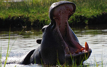 Animals, Water, To Fall, Mouth, To Swim, Swim, Scream, Cry, Anger, Hippopotamus HD wallpaper