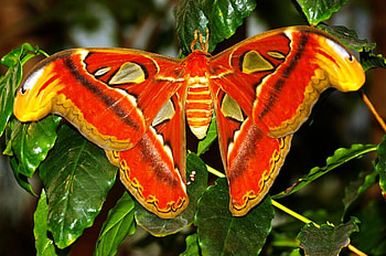 Atlas_Moth, atlas-moth, colors, beautiful HD wallpaper