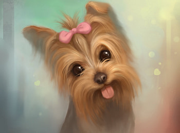 Yorkie HD wallpaper