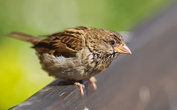 Animals, Grass, Leaves, Bird, Wood, Beak, Tree, Sparrow, Greens, Foliage HD wallpaper
