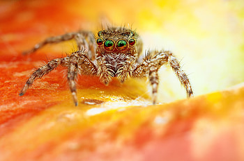 Macro, Eyes, Spider, Jumper HD wallpaper