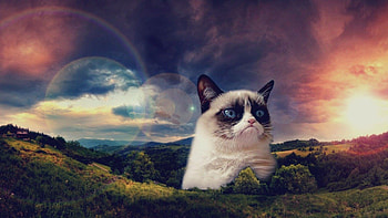Space Cat High Resolution ... HD wallpaper