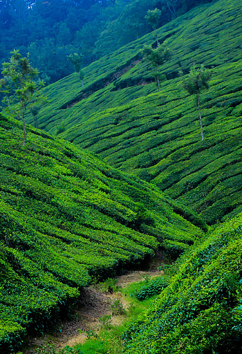 Best Kerala videos, , Pexels stock videos, Visual exploration HD phone wallpaper