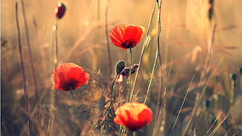 Poppies, summer, flowers, nature, poppy HD wallpaper