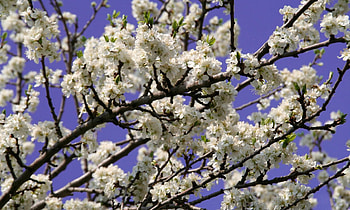 Flowers, Sky, Branches, Bloom, Flowering, Evening, Spring HD wallpaper