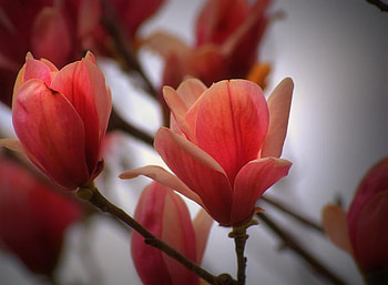 Magnolia Queen, pink, peach, flower, branches, beautiful, tree HD wallpaper