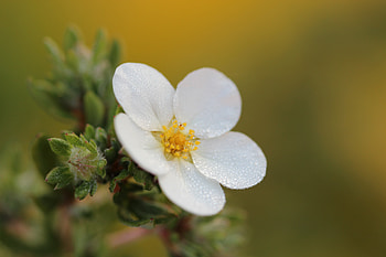 Flower, Macro, Petals HD wallpaper
