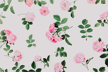 Aesthetic floral pattern featuring pink roses with green leaves on a white background, perfect for a fresh and stylish design. HD wallpaper