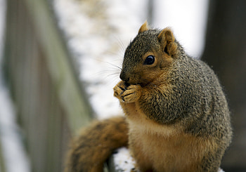 Animals, Squirrel, Fat, Thick, Animal, Eat HD wallpaper